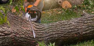 Lawn Renovation and Restoration in Prunedale, CA