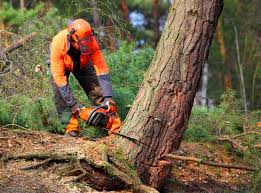 Best Tree and Shrub Care  in Prunedale, CA