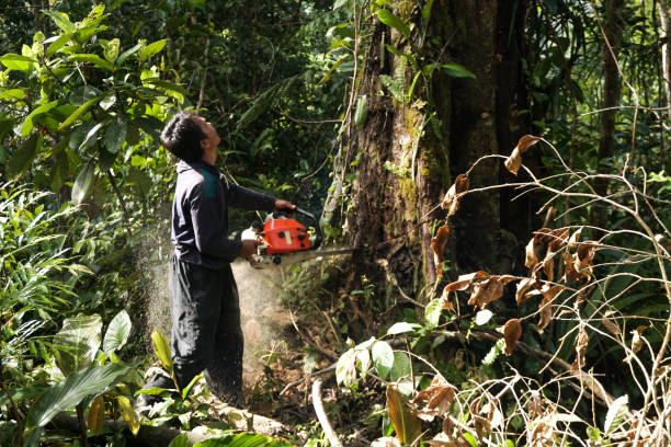 Best Arborist Consultation Services  in Prunedale, CA