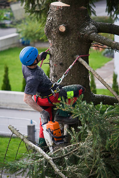 How Our Tree Care Process Works  in  Prunedale, CA