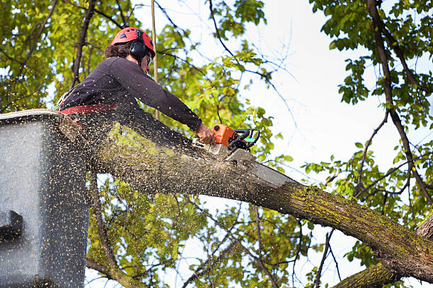 Best Tree Preservation Services  in Prunedale, CA